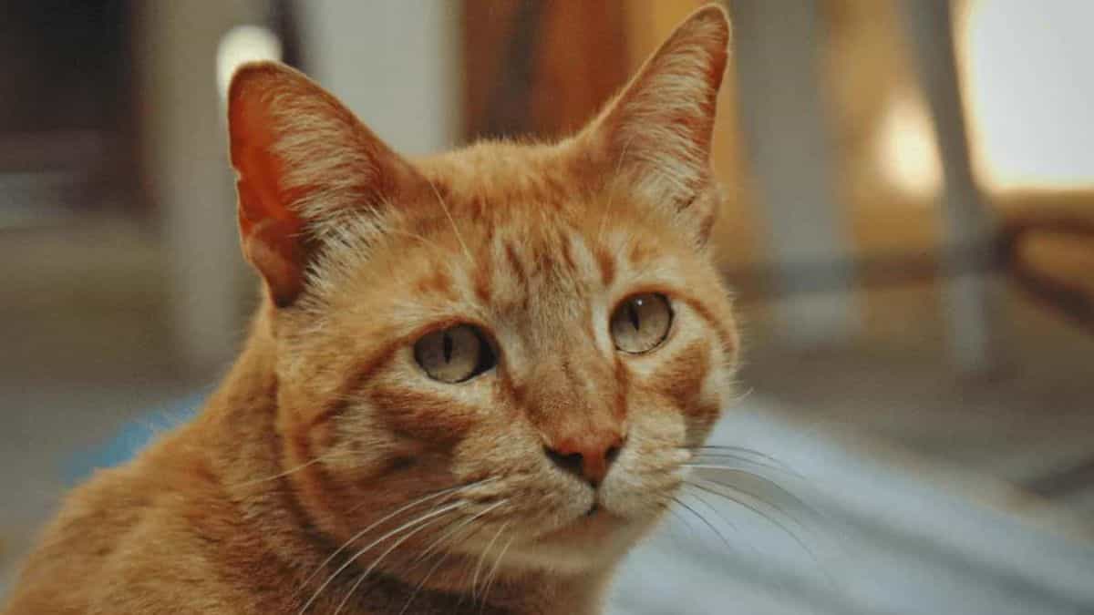 Cat Purring Frequency: Close-up of an orange tabby cat (ginger cat).